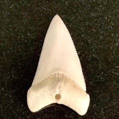 World Record Shark Tooth