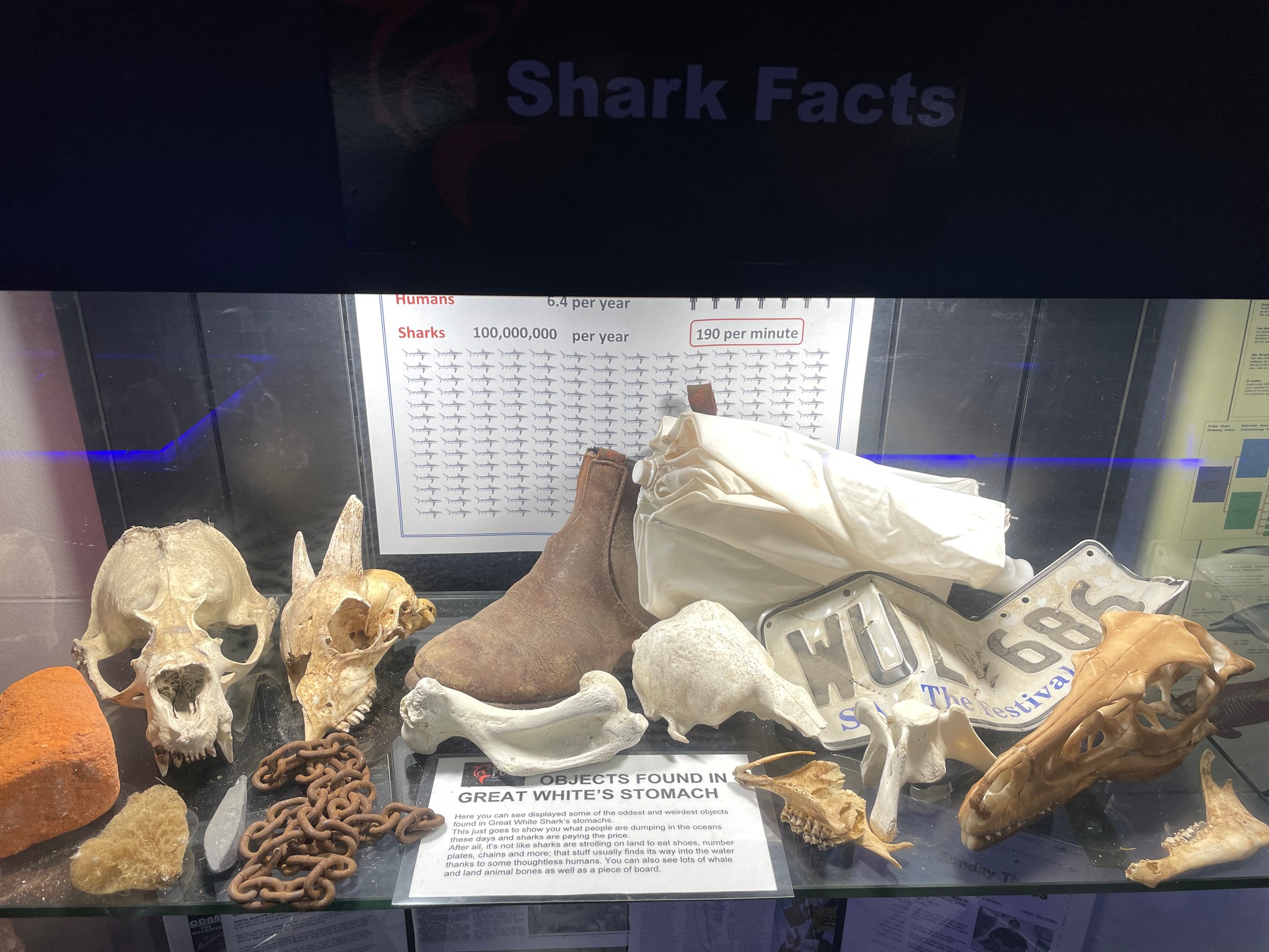 Shark stomach contents