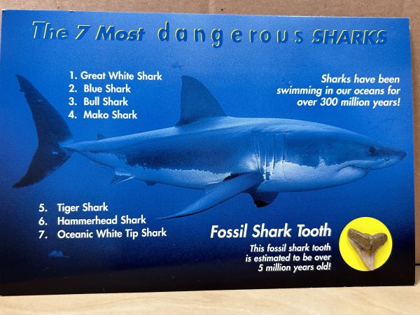 Vintage Shark Postcards